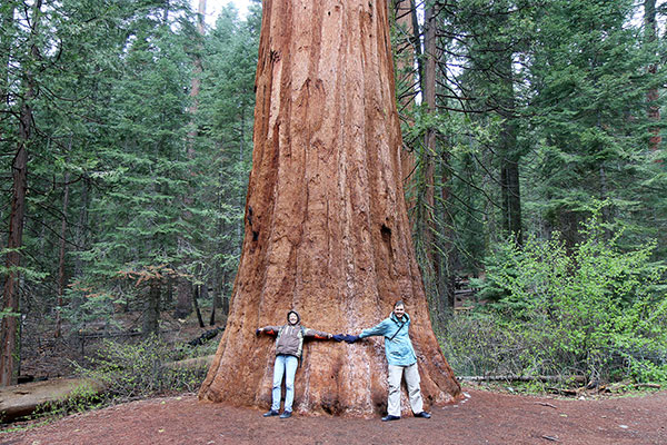 Bronwen and Ned giving an idea of the size of a tree