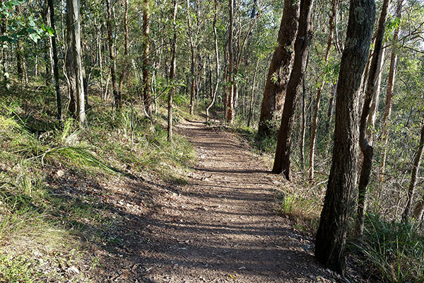 Walking up Mount Gravatt