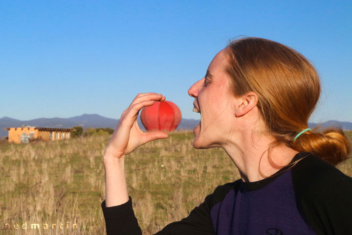 Bronwen pretending to eat the Big Apple, Batlow