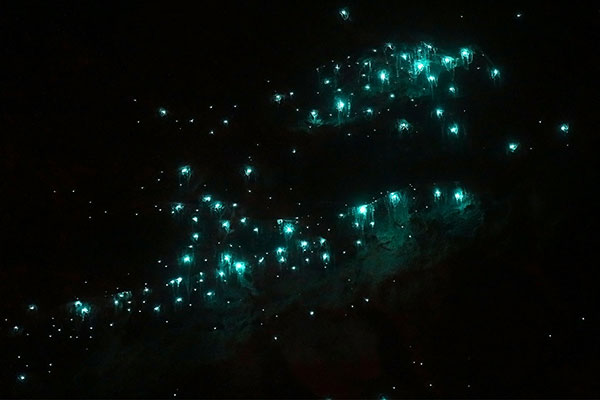 Glow worms on the roof