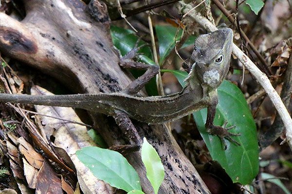 An inquisitive lizard