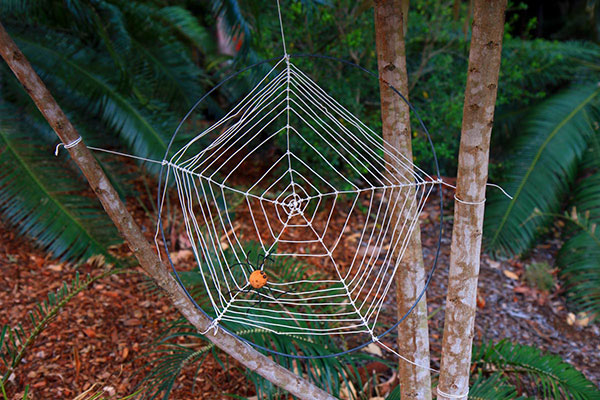 Spiderwebs, Mount Coot-Tha Botanic Gardens