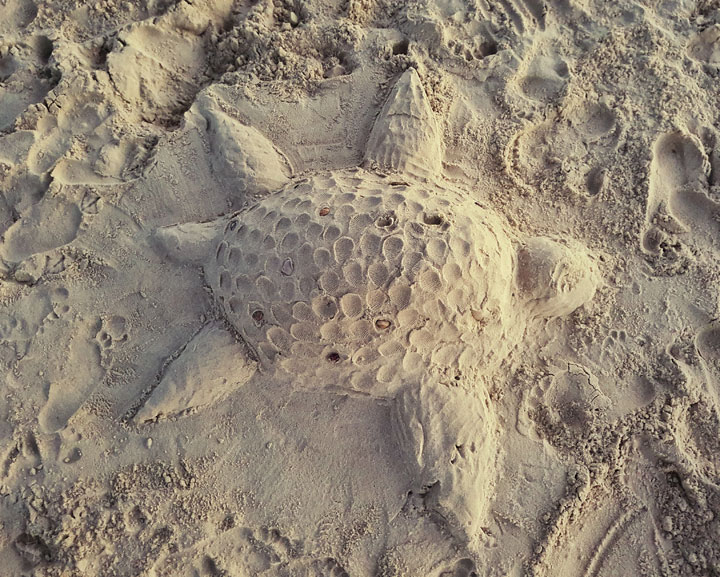 Thomas the sand turtle