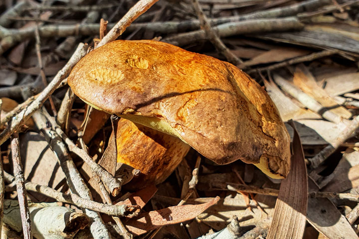 Funguses at Brown Lake, Stradbroke Island