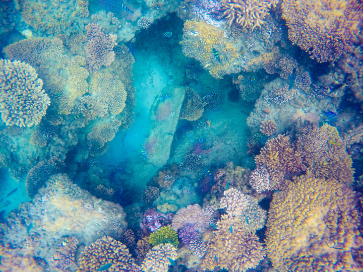 Snorkelling at Tangalooma Wrecks on Moreton Island