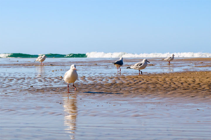 Island Vibe Festival 2019, Stradbroke Island