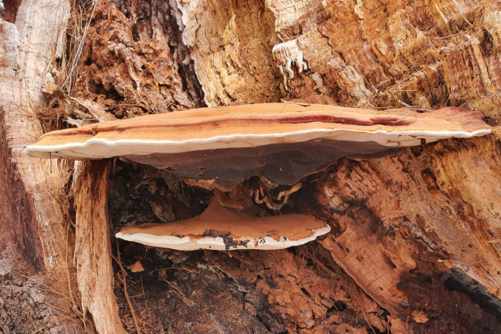 Funguses at Brown Lake, Stradbroke Island