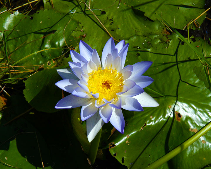 Fogg Dam Conservation Reserve, Northern Territory