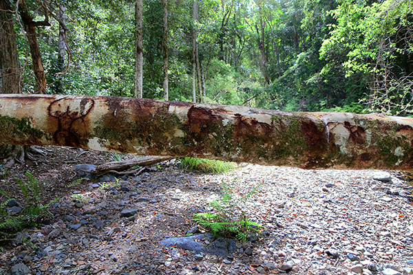 Interesting log carvings