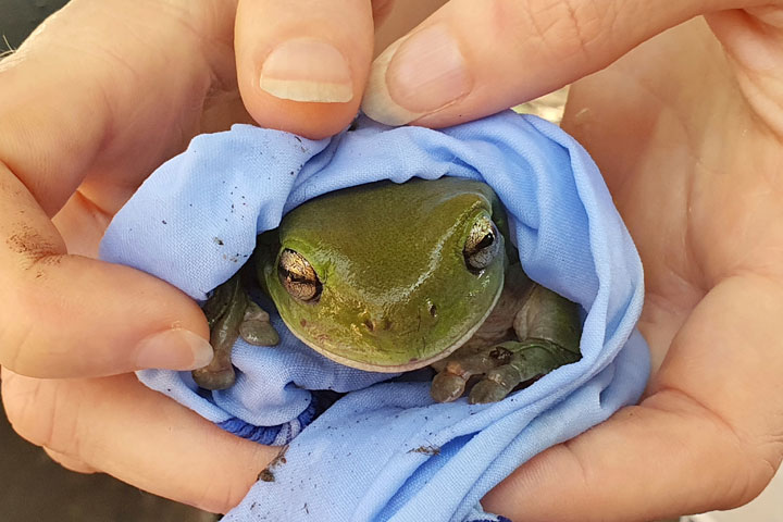 Bronwen with the frog