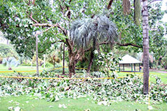 A fallen tree in the Brisbane Botanic Gardens