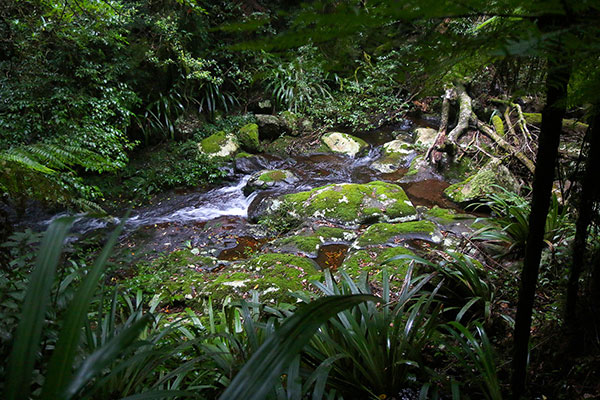 A small creek flows through moss covered rocks