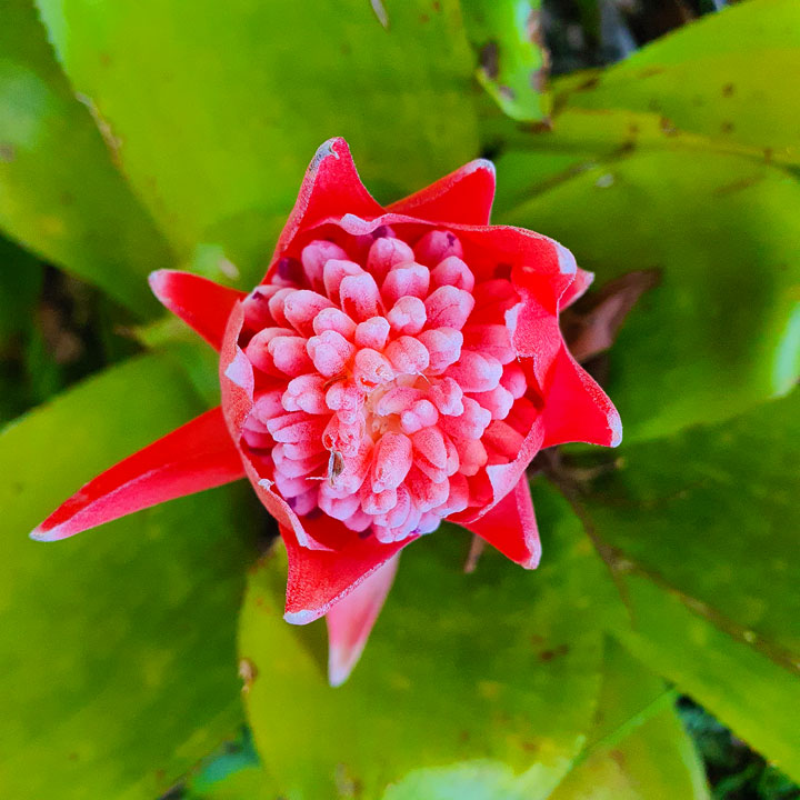 Pretty flowers at home