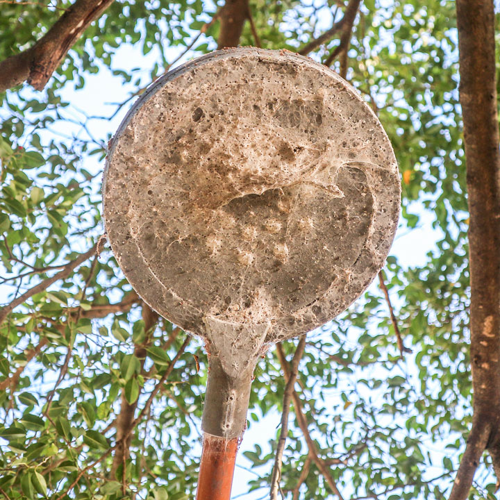 Spiderweb on a light