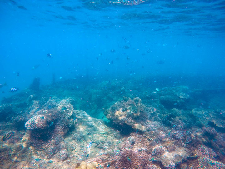 Snorkelling at Tangalooma Wrecks on Moreton Island