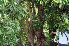 Bronwen’s Dad chopping the tree