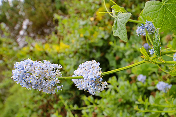 Some of the many flowers at Point Reyes National Seashore