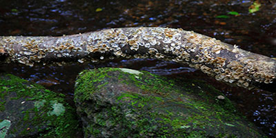 Fungus, Lamington National Park