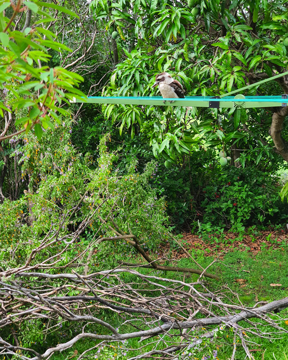 Mr Kookaburra watching the growing pile of sticks with interest