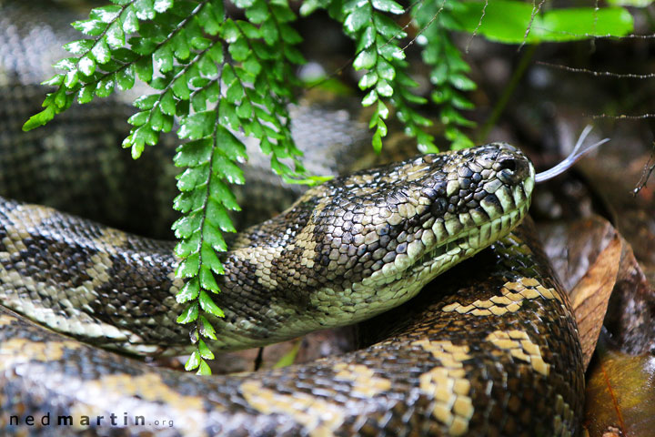 A large snake at Tooloom National Park, NSW