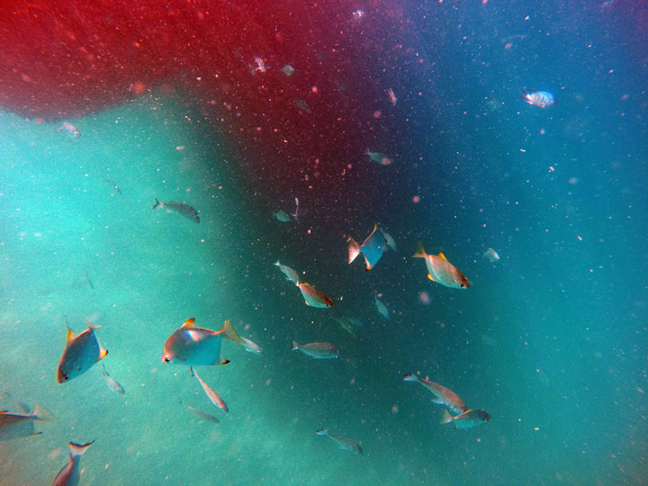 Snorkelling at Tangalooma Wrecks on Moreton Island