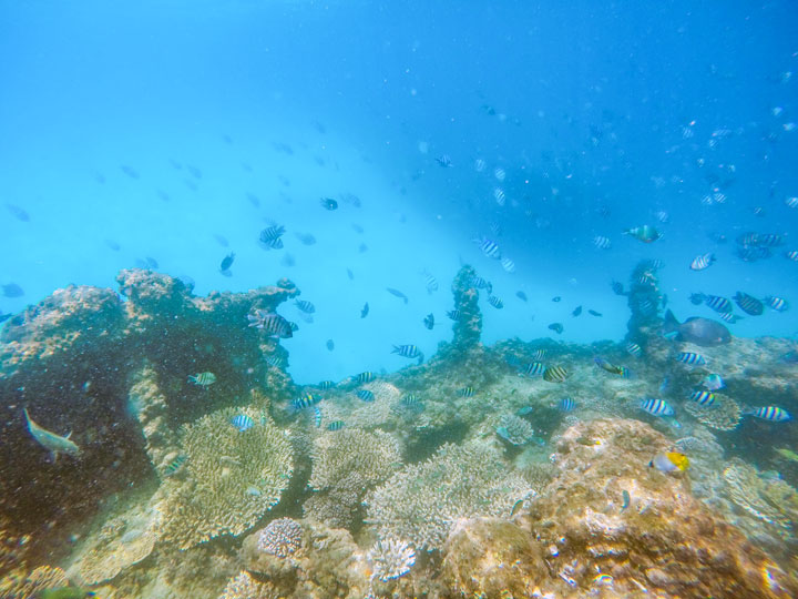 Snorkelling at Tangalooma Wrecks on Moreton Island