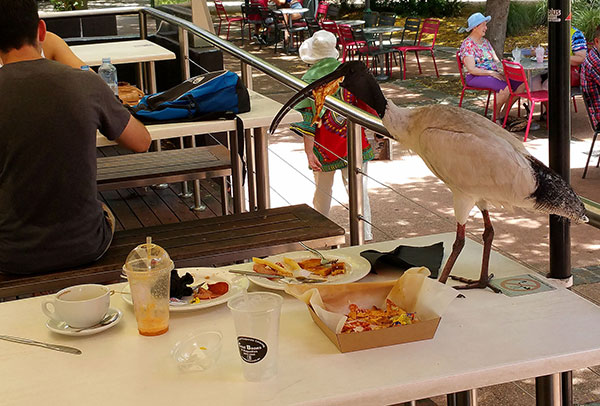 An ibis eats what remains of our food