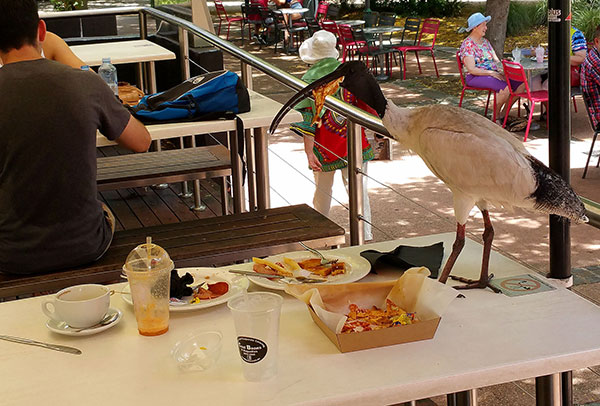 An ibis eats what remains of our food