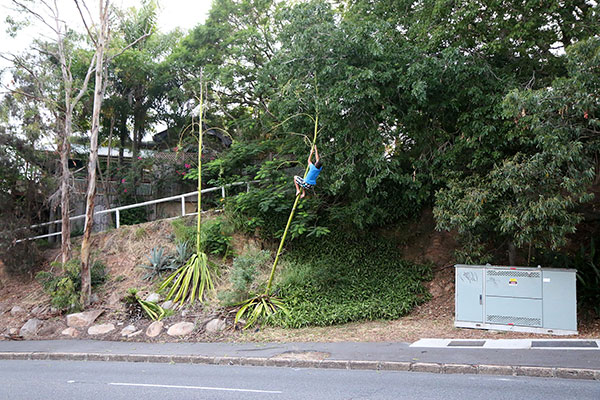 The moron climbs the plant