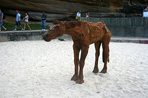 Sculpture by the Sea