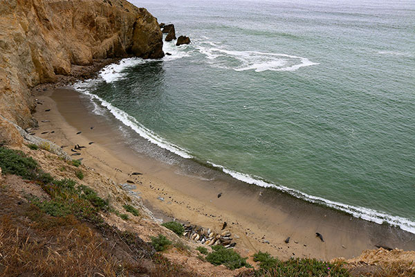 Elephant seals at Point Reyes