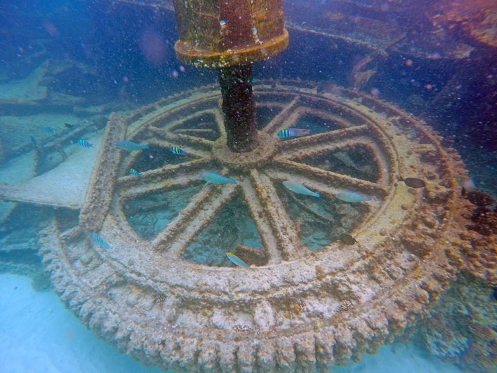 Snorkelling at Tangalooma Wrecks on Moreton Island