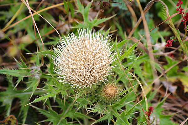 Some of the many flowers at Point Reyes National Seashore