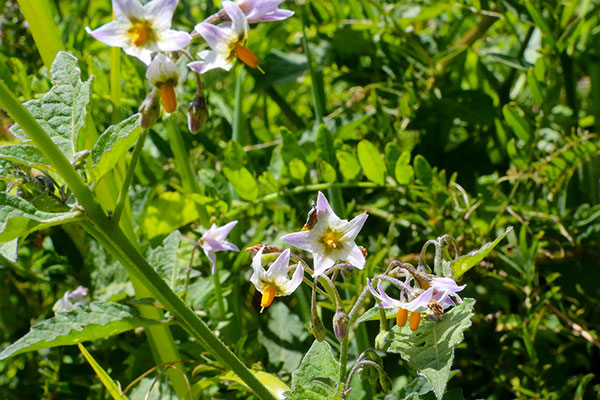 Some of the wildflowers by the roadside