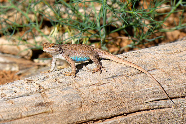 A possibly ferocious lizard