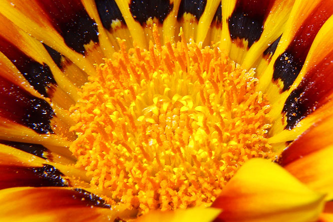 Pollen in a flower
