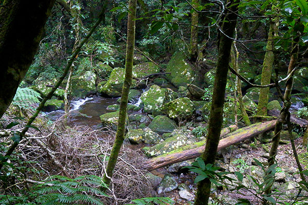 Peeking through trees to the creek