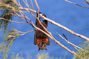 A fruit bat, Hell’s Gates, Noosa National Park
