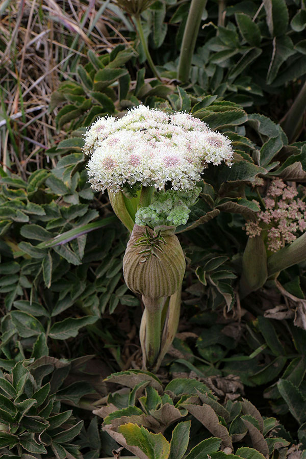 Some of the many flowers at Point Reyes National Seashore