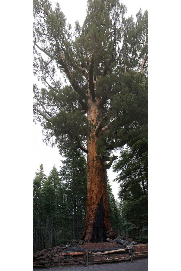 Grizzly Giant is a giant sequoia in Mariposa Grove