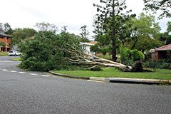 A fallen tree near Indooroopilly police station