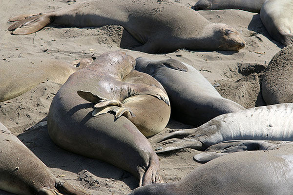 Elephant seals hugging