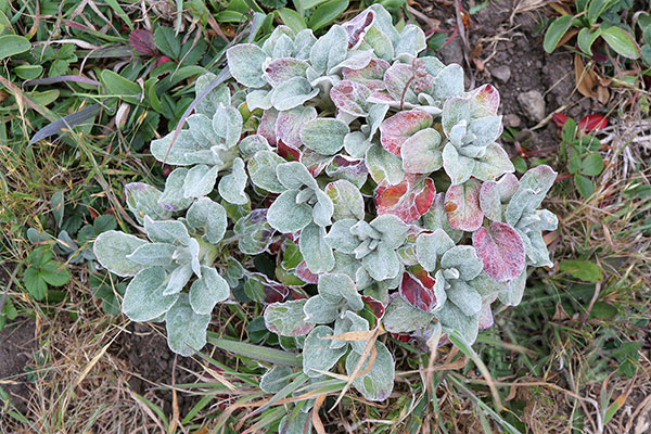 One of the many plants on the drive to Fort Bragg