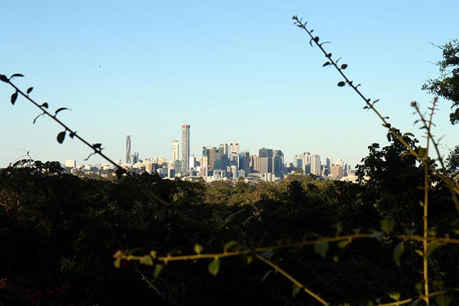 Brisbane from the Mt Coot-Tha Botanical Gardens