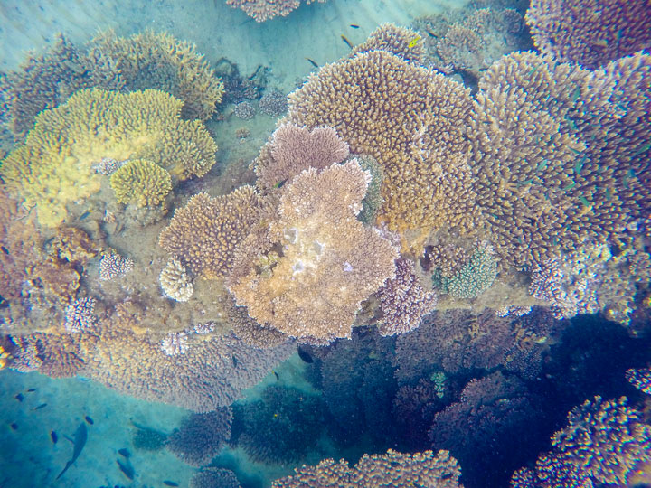 Snorkelling at Tangalooma Wrecks on Moreton Island