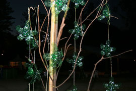 A rather rare water bottle tree