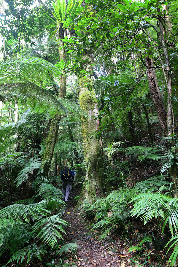 Walking through the rainforest