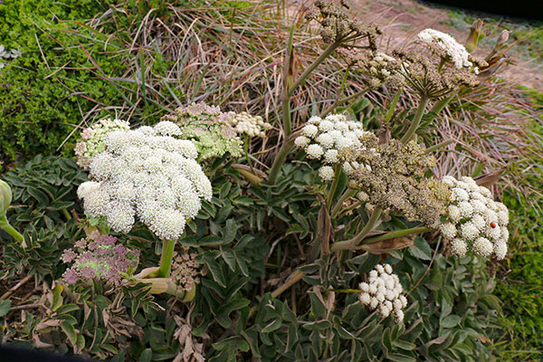 Some of the many flowers at Point Reyes National Seashore