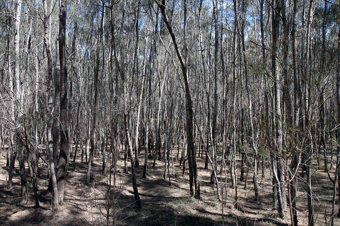 Boondall Wetlands