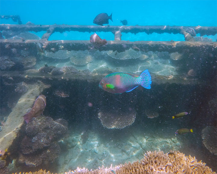 Snorkelling at Tangalooma Wrecks on Moreton Island